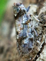 Tachycixius pilosus