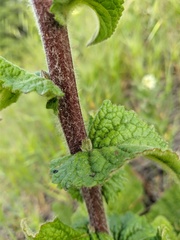 Verbascum spectabile