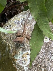 Anolis hispaniolae