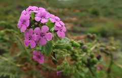 Teedia lucida