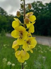 Verbascum spectabile