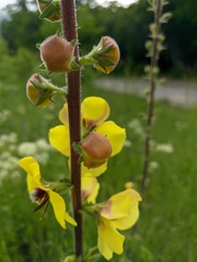 Verbascum spectabile