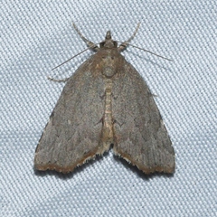 Cutina albopunctella