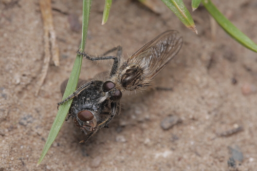 fan-bristled robberfly, photo 3 of 10