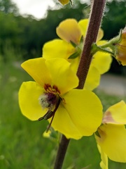 Verbascum spectabile
