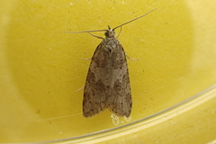 Cnephasia incertana