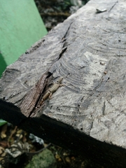 Sphaerodactylus glaucus