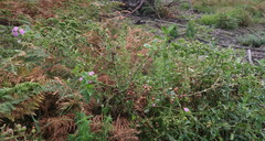 Teedia lucida
