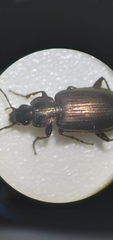 Agonum muelleri