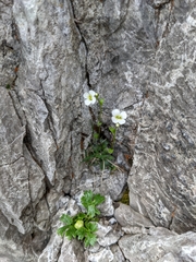 Arabis pumila
