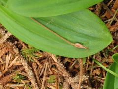 Scoliopus hallii