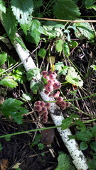 Mycena haematopus
