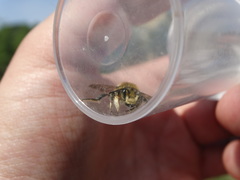Megachile willughbiella