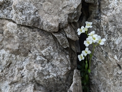 Arabis pumila