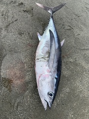 Thunnus alalunga