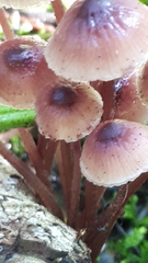Mycena haematopus