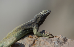 Microlophus quadrivittatus