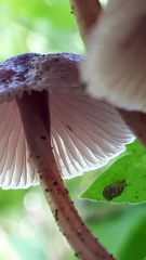 Mycena haematopus