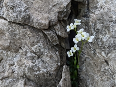 Arabis pumila