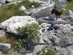 Daphne alpina