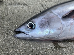 Thunnus alalunga