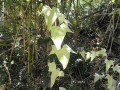 Dioscorea brachybotrya