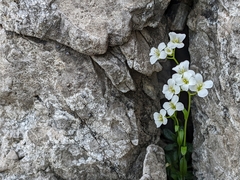 Arabis pumila