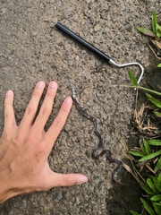 Calliophis intestinalis