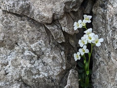 Arabis pumila