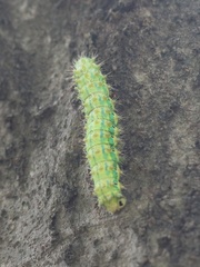 Saturnia pyretorum