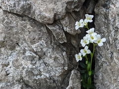 Arabis pumila