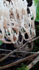 Artomyces pyxidatus