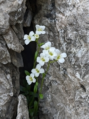 Arabis pumila