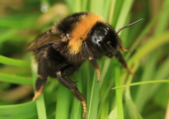 Bombus bohemicus