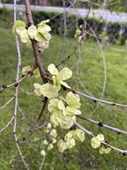 Ulmus pumila
