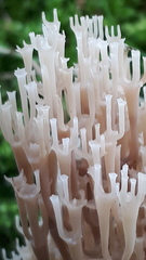 Artomyces pyxidatus