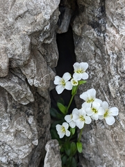 Arabis pumila