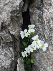 Arabis pumila