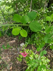 Lathyrus rotundifolius