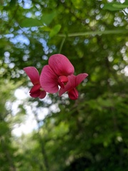 Lathyrus rotundifolius