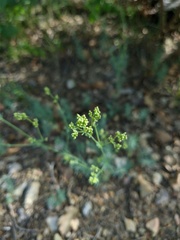 Galium xeroticum