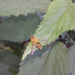 Epistrophe grossulariae