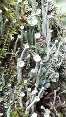 Cladonia