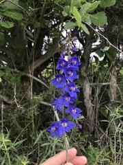 Delphinium treleasei
