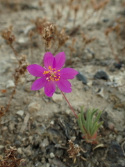 Phemeranthus calcaricus