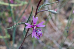 Clarkia xantiana