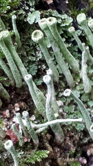 Cladonia
