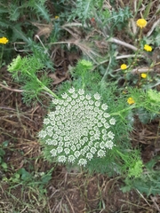 Visnaga daucoides