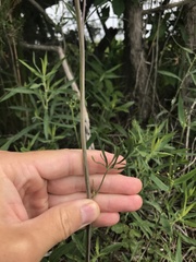 Delphinium treleasei