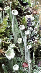 Cladonia